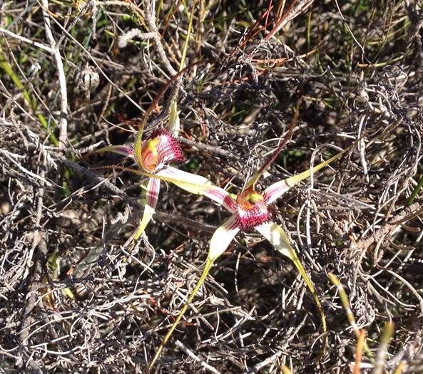 Caladenia - Orchid-Badgingarra-Vern-Westbrook-walk-Sep-2018p0020.JPG